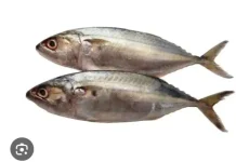Manfaat Ikan Kembung untuk Ibu Hamil